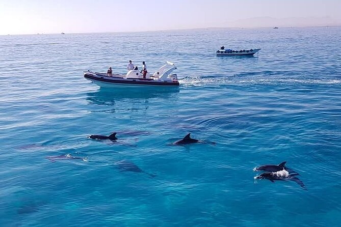 Dolphin trip with private speedboat and snorkeling - Dolphin House is the main attraction
