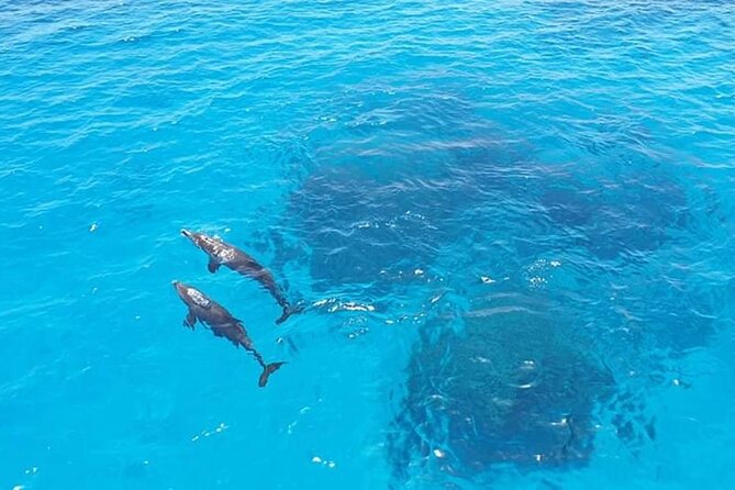 Dolphin trip with private speedboat and snorkeling - Snorkeling in Hurghada’s clear water