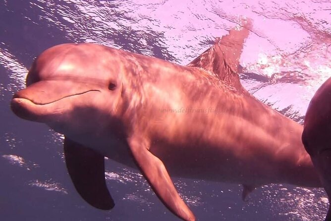 Dolphin trip with private speedboat and snorkeling - What the $104.57 price really buys