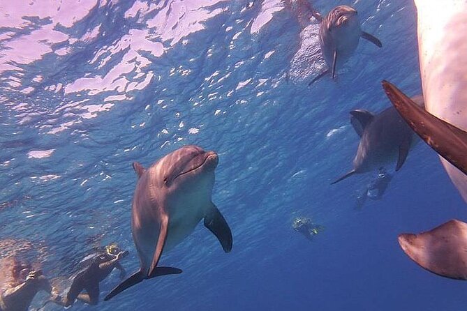 Dolphin trip with private speedboat and snorkeling - Hotel pickup makes the 8:00 am start easier