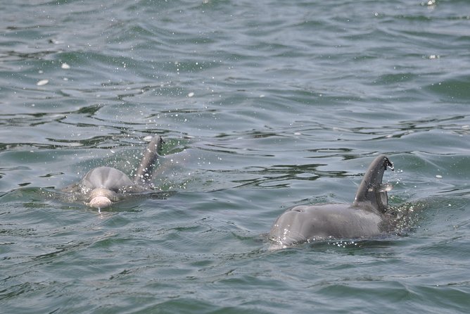 Dolphin-Watching Speedboat Cruise in Destin Harbor - What the Screaming Eagle ride is really like