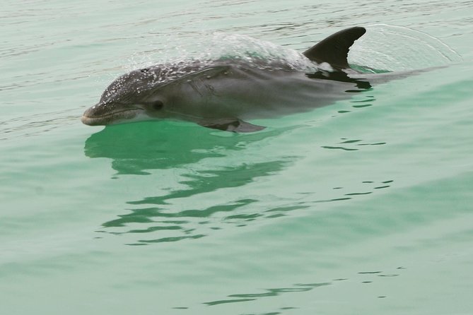 Dolphin-Watching Speedboat Cruise in Destin Harbor - When weather or group size changes the plan