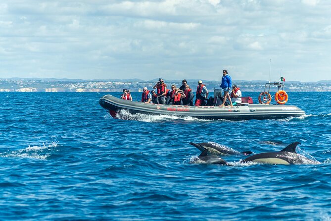 Dolphins & Caves on Rib Boat - Key points to know before booking