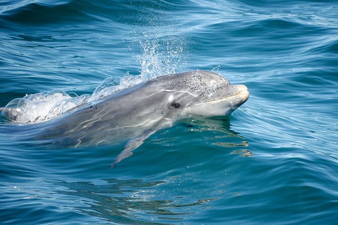 Dolphins & Caves on Rib Boat - The final hour along the Algarve coast