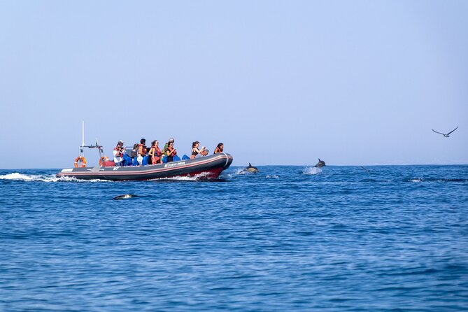 Dolphins & Caves on Rib Boat - What the $34.88 price gives you