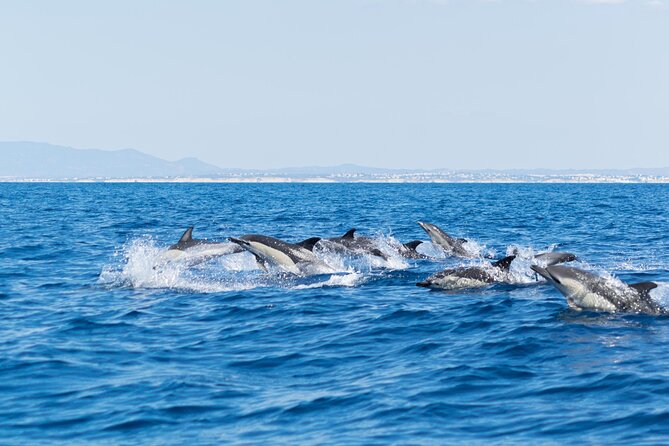 Dolphins & Caves on Rib Boat - Finding dolphins in the wild