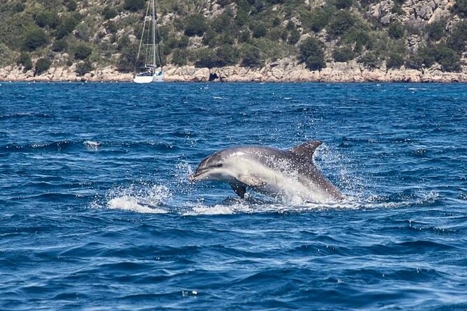 Dolphins Rib boat (up 6 people) Private - Costa Smeralda by RIB Boat