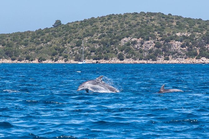 Dolphins Rib boat (up 6 people) Private - Should You Book the Sardinia Dolphin RIB Tour?