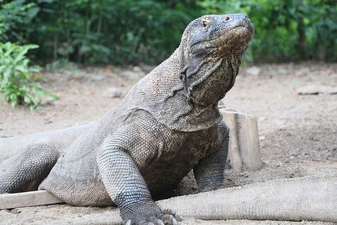 Early Bird Speedboat Group Tour : Explore Komodo Ahead of Crowds - Taka Makassar and Manta Point