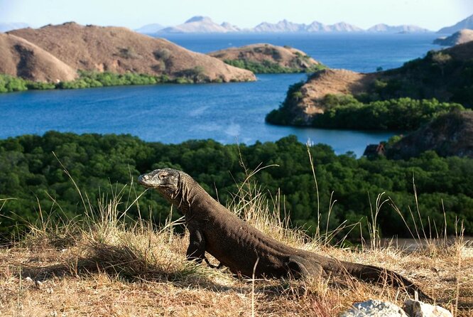Exclusive Early Bird Komodo Tour: Beat the Crowds by Speed Boat - Key things to know before booking