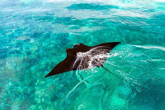 Exclusive Early Bird Komodo Tour: Beat the Crowds by Speed Boat - Why the 5:30 am start is worth considering