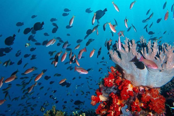 Exclusive Early Bird Komodo Tour: Beat the Crowds by Speed Boat - Taka Makassar and the pleasure of doing very little