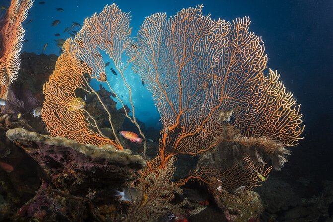 Exclusive Similan Island by Speed Boat - Is $83.82 good value?