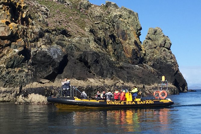 Exhilarating Rib experience - Dingle sea safari - Wildlife is the prize, but nature sets the schedule