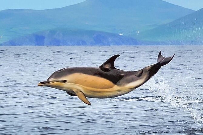 Exhilarating Rib experience - Dingle sea safari - Is $120.93 good value?