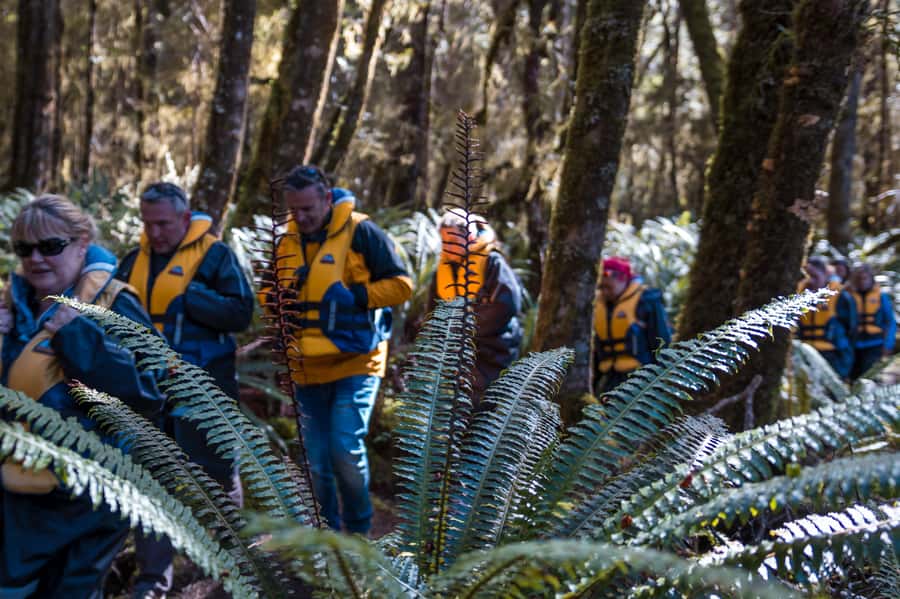 Fiordland: Jet Boat & Nature Walk Experience from Te Anau - Guide quality makes the difference