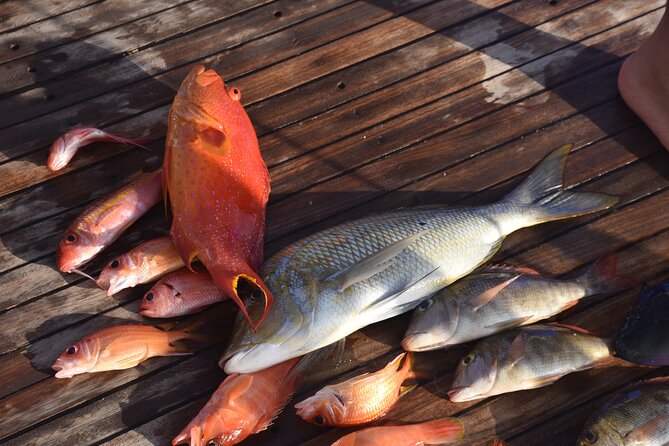 Fishing and Snorkelling by Speedboat Tour - Hurghada - Is $55 good value in Hurghada?