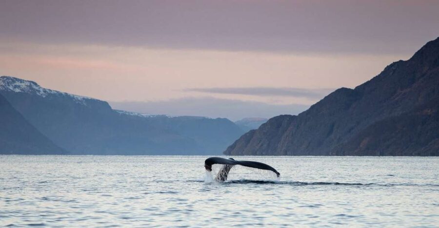 From Alta: Small Group Whale Watching by RIB - Key things to know before booking