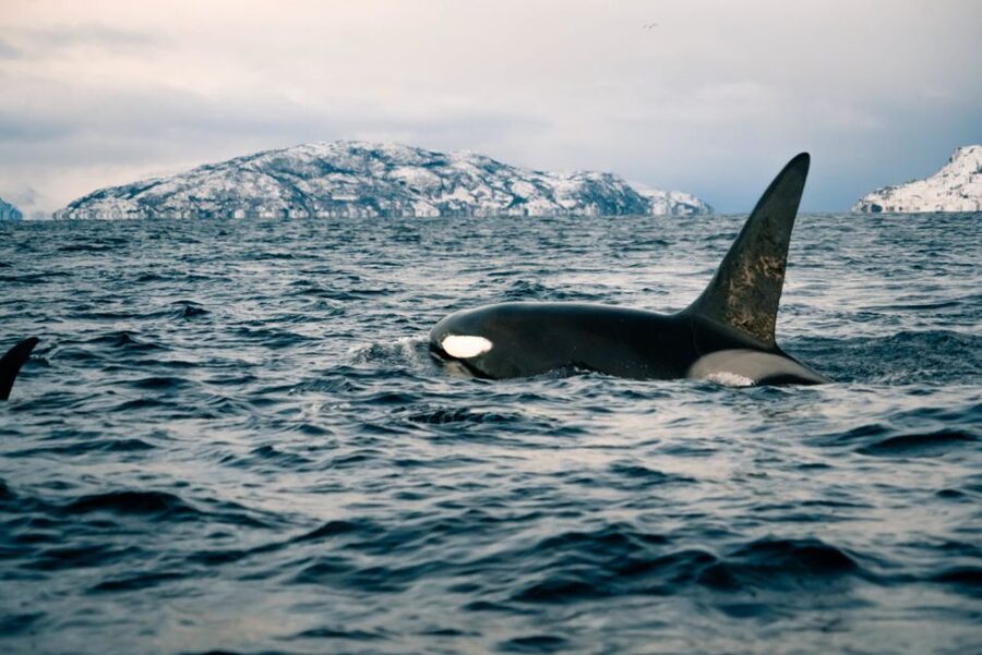From Alta: Small Group Whale Watching by RIB - Meeting at the Alta adventure store