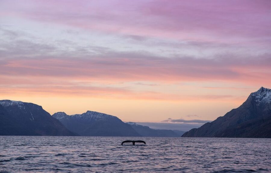 From Alta: Small Group Whale Watching by RIB - What the best sightings can feel like