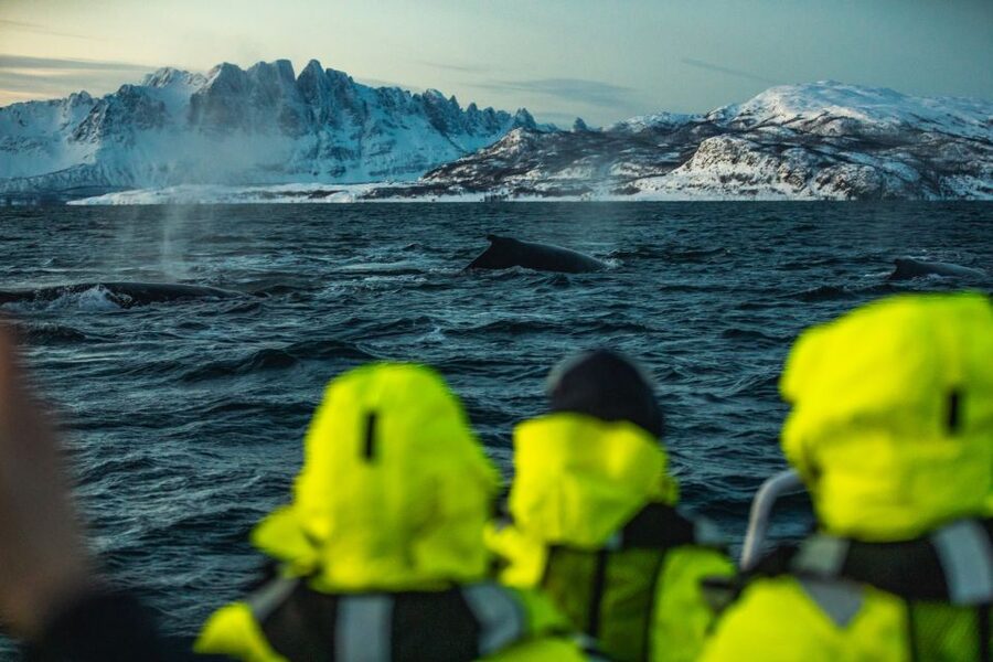 From Alta: Small Group Whale Watching by RIB - Is $278 good value?