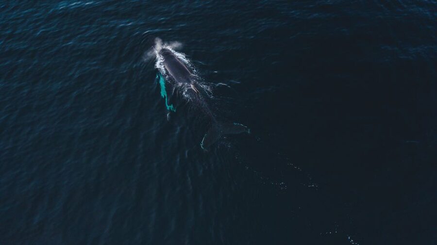 From Alta: Small Group Whale Watching by RIB - Who should book this whale tour?