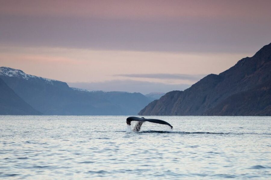 From Alta: Small Group Whale Watching by RIB - Booking, cancellation, and practical details