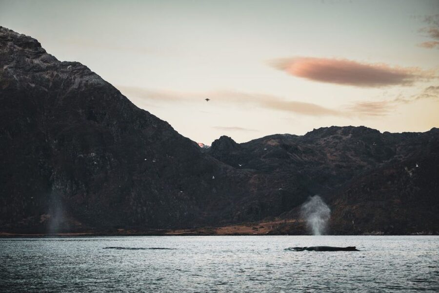 From Alta: Small Group Whale Watching by RIB - Getting ready for the Arctic water