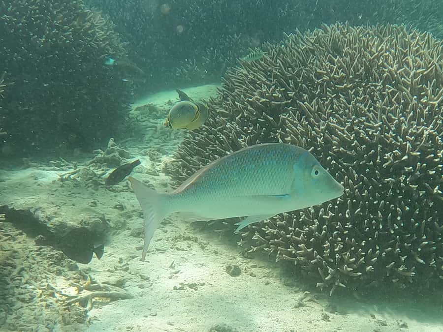 From Blue Bay: Ile aux Cerfs Speedboat Excursion with BBQ - Lunch and Beach Time at Ile aux Cerfs