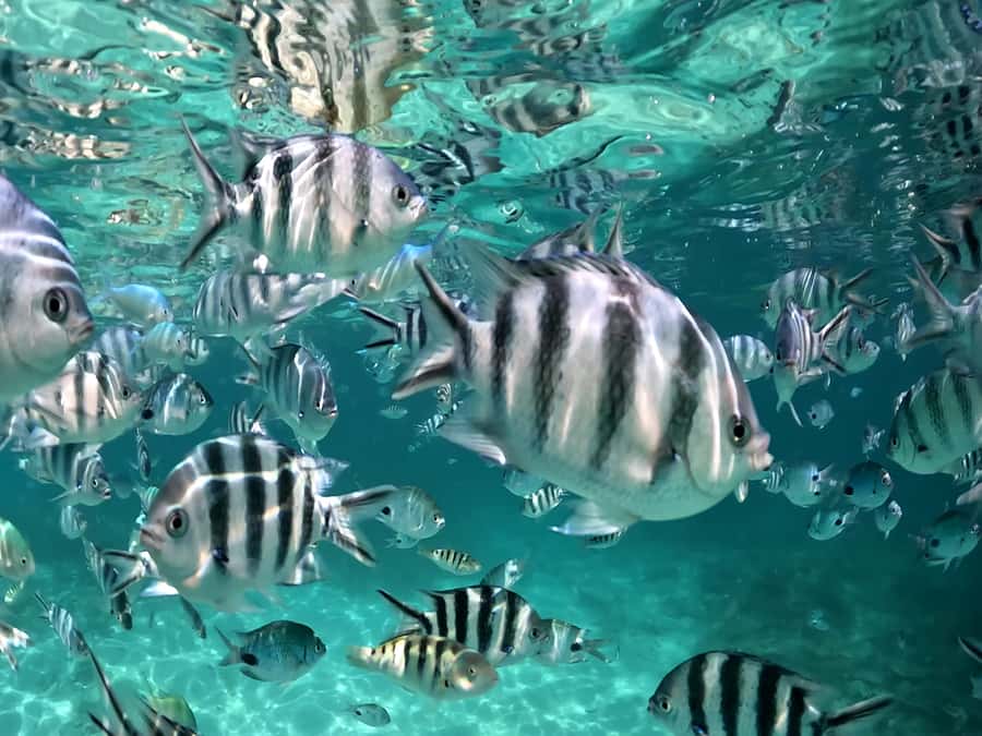 From Blue Bay: Ile aux Cerfs Speedboat Excursion with BBQ - Who Gets the Best Value From This Trip