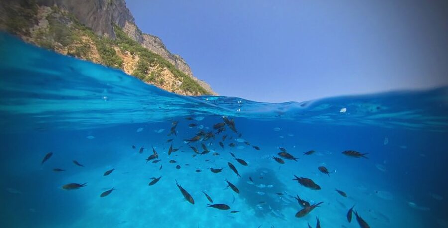 From Cala Gonone: Gulf of Orosei Speedboat Trip and Aperitif - Key points to know before booking