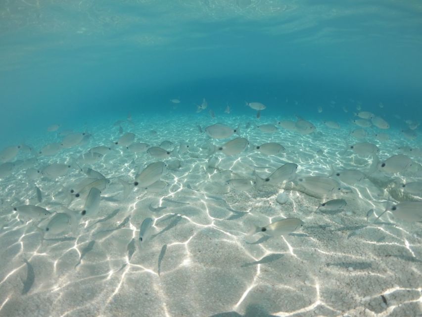 From Cala Gonone: Gulf of Orosei Speedboat Trip and Aperitif - Cala Luna, the coast’s famous showpiece