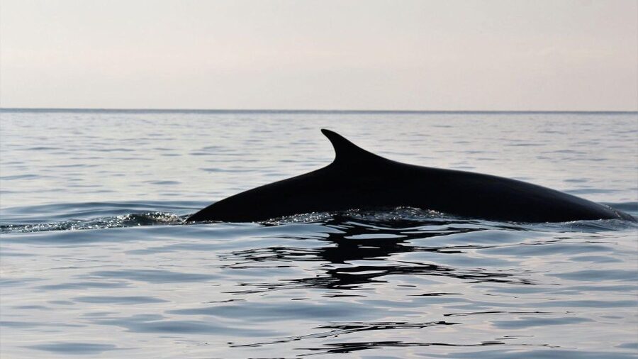 From Cala Gonone: naturalistic excursion on a RIB - Key points to know before you go