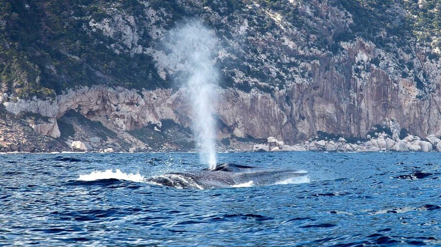 From Cala Gonone: naturalistic excursion on a RIB - Why this Cala Gonone RIB trip feels different
