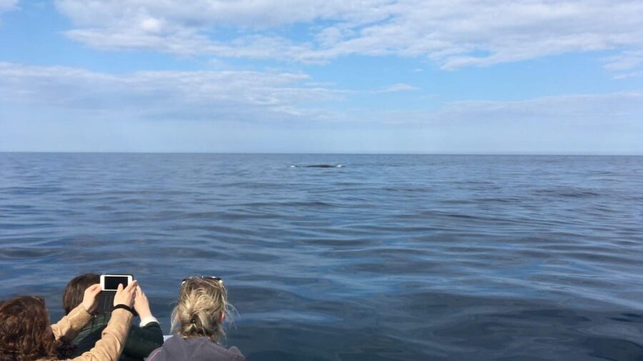 From Cala Gonone: naturalistic excursion on a RIB - Offshore first: watching the Gulf for marine life