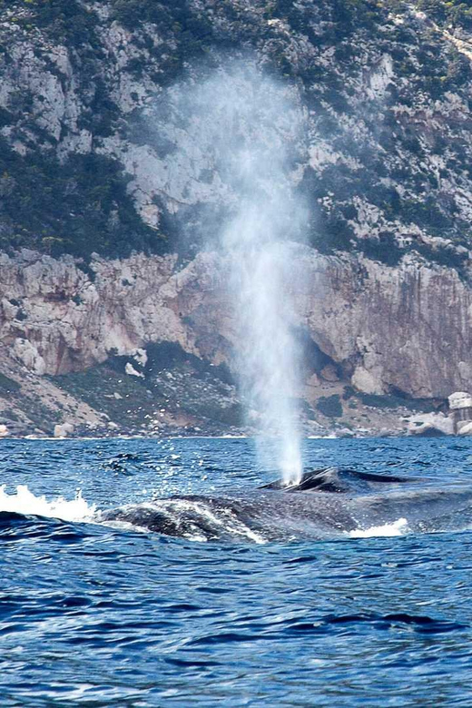 From Cala Gonone: naturalistic excursion on a RIB - What the boat’s size means for comfort
