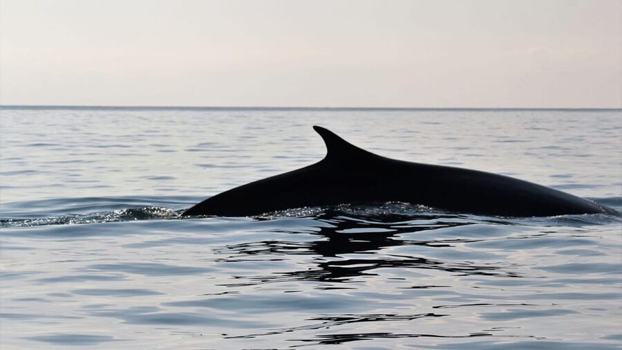 From Cala Gonone: naturalistic excursion on a RIB - Who should book this nature excursion?