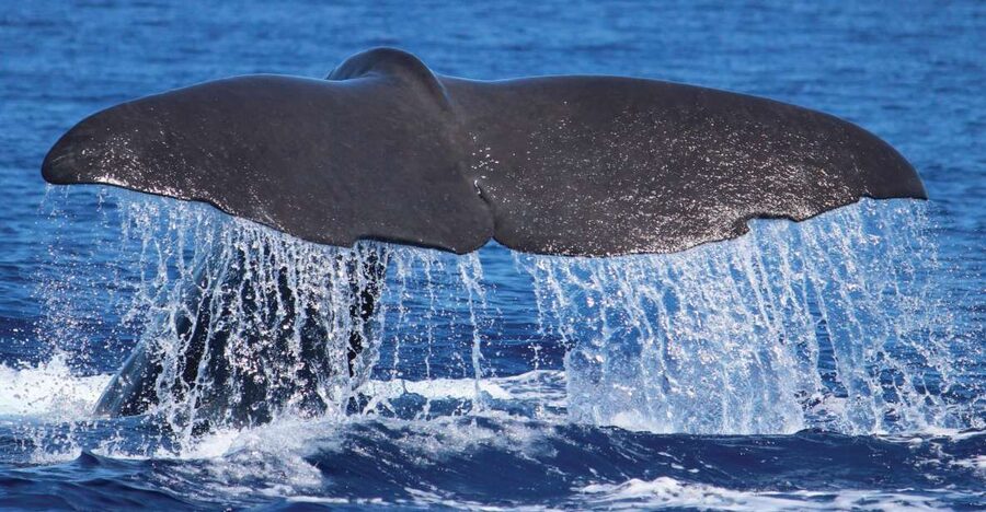 From Calheta: Whale and Dolphin Watching RIB Boat Tour - Key points to know before you book