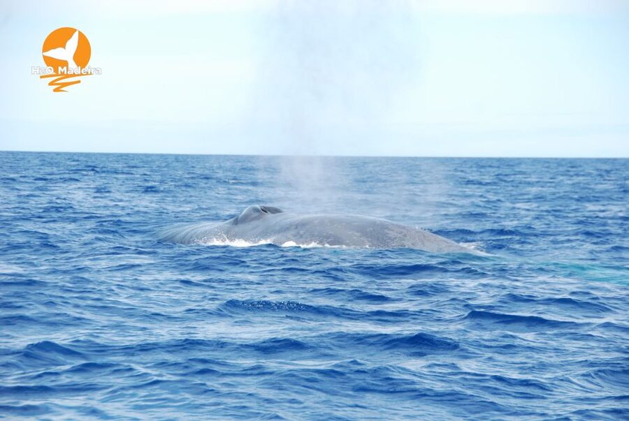 From Calheta: Whale and Dolphin Watching RIB Boat Tour - Leaving Calheta Marina on a compact RIB