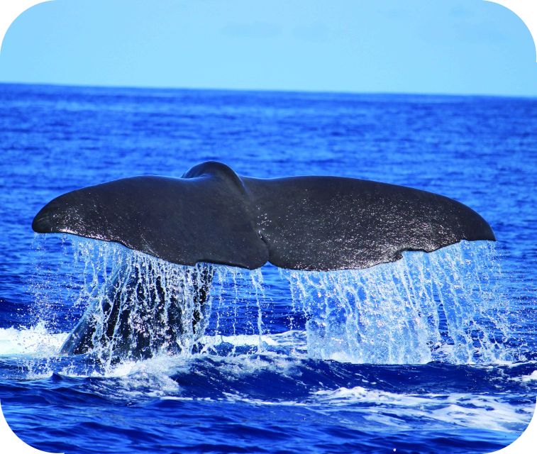 From Calheta: Whale and Dolphin Watching RIB Boat Tour - What you might see near Madeira