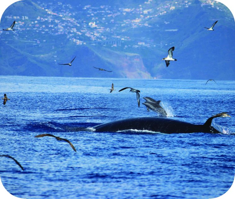 From Calheta: Whale and Dolphin Watching RIB Boat Tour - Close encounters, without forcing the moment