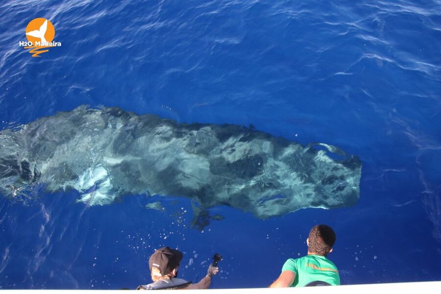 From Calheta: Whale and Dolphin Watching RIB Boat Tour - Madeira from the water
