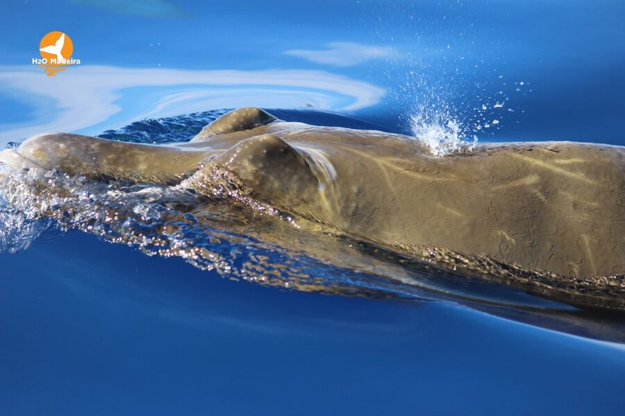 From Calheta: Whale and Dolphin Watching RIB Boat Tour - Is the $70 price fair?