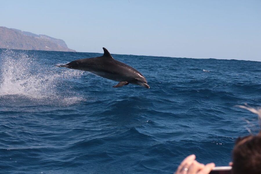 From Calheta: Whale and Dolphin Watching RIB Boat Tour - Comfort, safety, and who should skip it