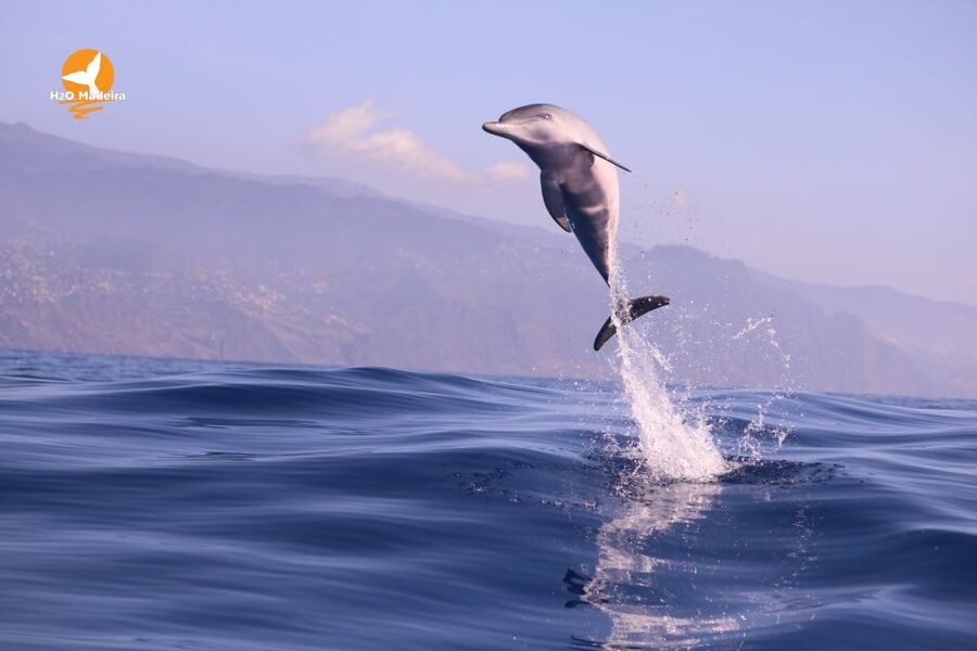 From Calheta: Whale and Dolphin Watching RIB Boat Tour - What to bring and what to leave behind