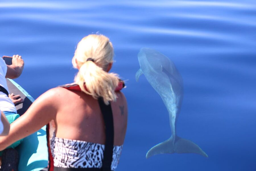 From Calheta: Whale and Dolphin Watching RIB Boat Tour - The first two hours: searching the Atlantic