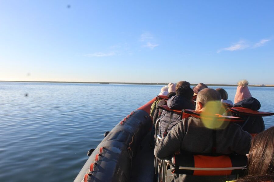 From Faro: Wildlife and Dolphin-Watching Speedboat Tour - Key points to know before you go