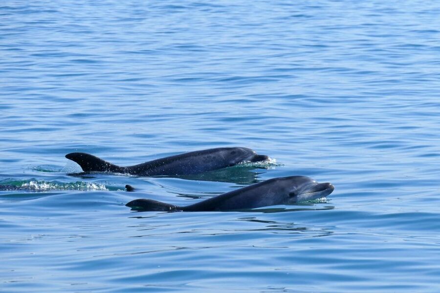 From Faro: Wildlife and Dolphin-Watching Speedboat Tour - What the strongest moments can look like