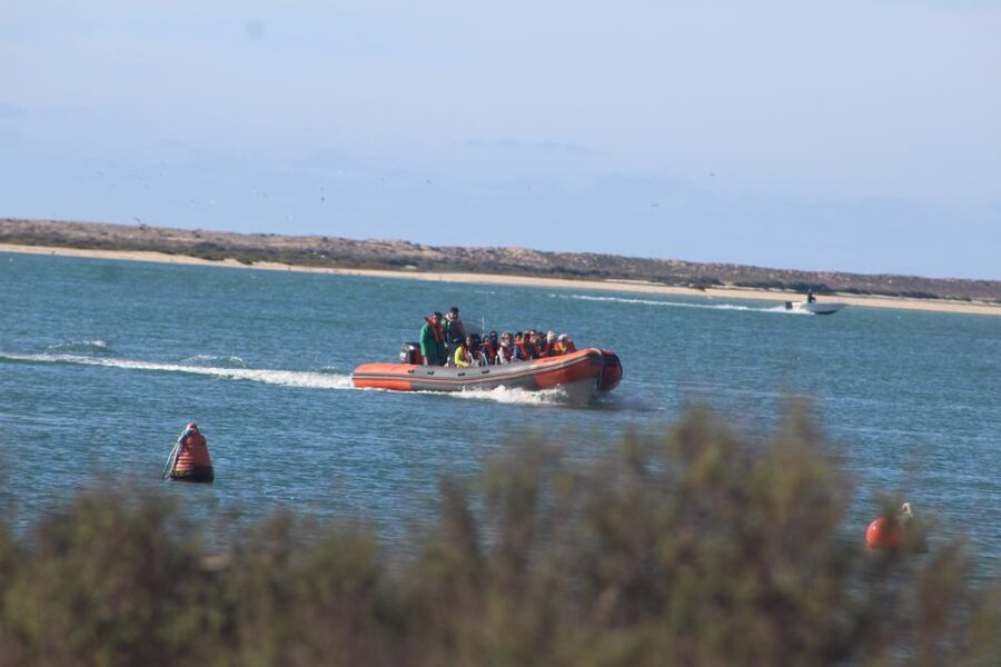 From Faro: Wildlife and Dolphin-Watching Speedboat Tour - Starting at Rua da Porta Nova in Faro