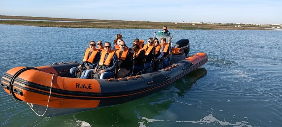 From Faro: Wildlife and Dolphin-Watching Speedboat Tour - Searching for dolphins in the Atlantic